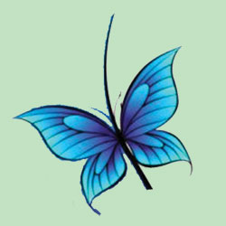 butterfly